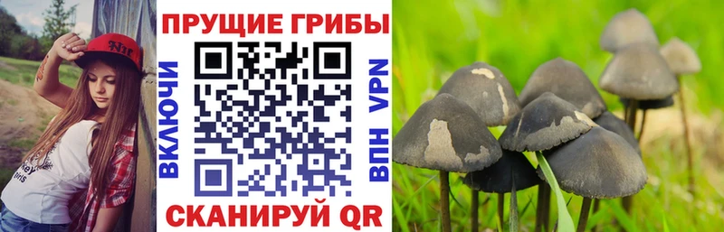 где найти наркотики  MEGA рабочий сайт  Галлюциногенные грибы мухоморы  Мещовск 